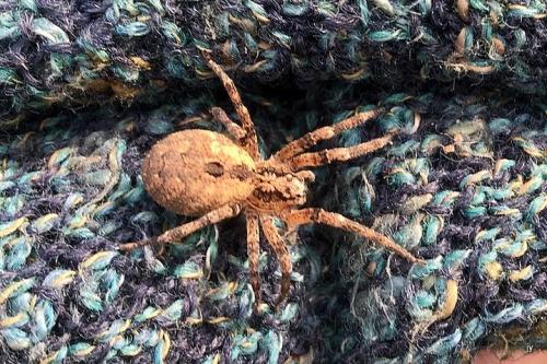Réf. 337 804 : Zoropsis spinimana